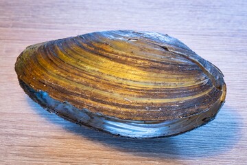 Detailed image of the painter's mussel (Unio pictorum)