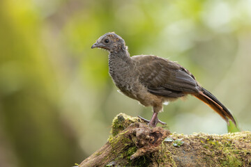 Colombian Chachalaca perched on a tree in a natural environment