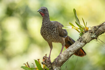 Colombian Chachalaca perched on a tree in a natural environment