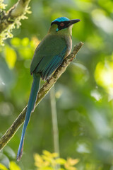 Highland Motmot perched on a branch