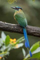 Highland Motmot perched on a branch