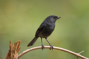 Obraz premium Black Flowerpiercer perched on a branch
