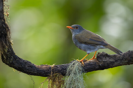 Orange-billed Nightingale thrush perched on a branch