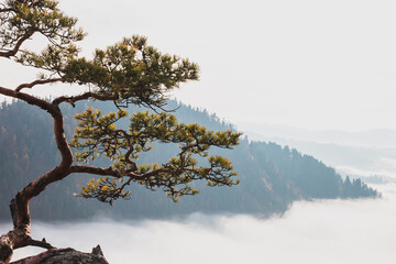 Relict pine on a background of mountains