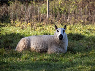 Obraz premium sheep with black ears nose and eyes