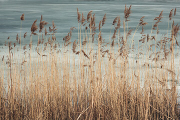 Thickets of high dried grass in the background of the lake is covered with ice - 692623147