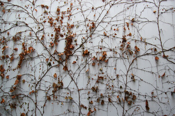 White wall background with dry withered ivy leaves plants - 692623583