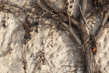 White wall background with withered vine - 692623595