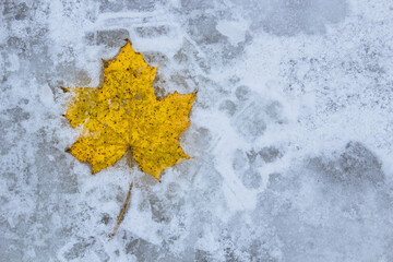 Yellow autumn leaf lies on ice - 692623778