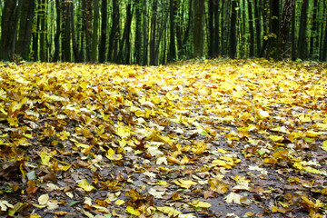 Yellow leaves strewn on the ground in the woods - 692623907