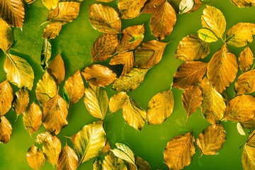 Yellow fallen autumn leaves float in surreal green water - 692623935
