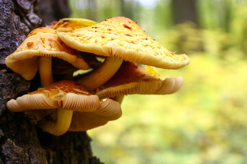 Yellow mushrooms growing from the tree in autumn forest - 692623936