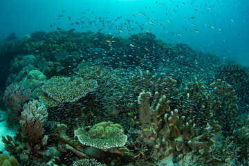 Obraz na płótnie Canvas Small, colorful fish swim amongst healthy corals near the island of Ambon, Indonesia. This beautiful, tropical area harbors extraordinary marine biodiversity.