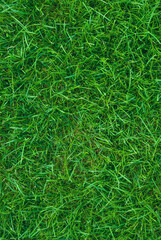 Dads green fresh grass lawn vertical