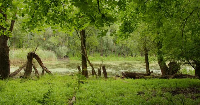Broken trees line the shore of a still pond in the woods, bordered with reeds