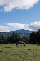 Horse grazing on grass with a snow-covered mountain in the background