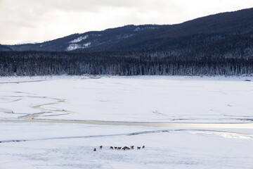 mountain goats rams on a frozen lake with forest at back and snow with ice