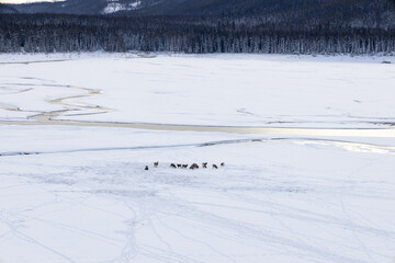 mountain goats rams on a frozen lake with forest at back and snow with ice