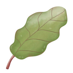 green leaf isolated on white