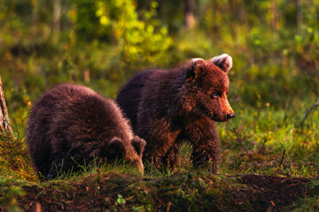 brown bear cub © Artem