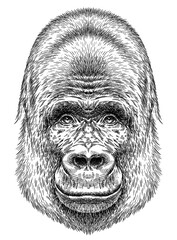 Vintage engraving isolated gorilla set illustration ape ink sketch. Monkey kong background primate silhouette art. Black and white hand drawn image