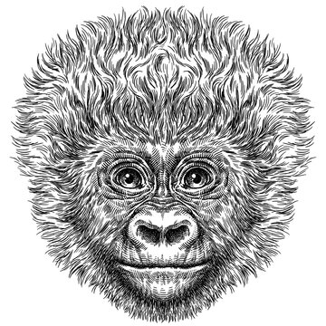 Vintage engraving isolated gorilla set illustration ape ink sketch. Monkey kong background primate silhouette art. Black and white hand drawn image