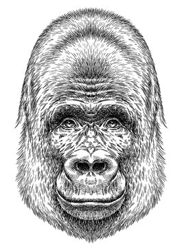 Vintage engraving isolated gorilla set illustration ape ink sketch. Monkey kong background primate silhouette art. Black and white hand drawn image