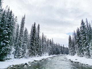 snow covered trees in forest with a river flowing clean clear water