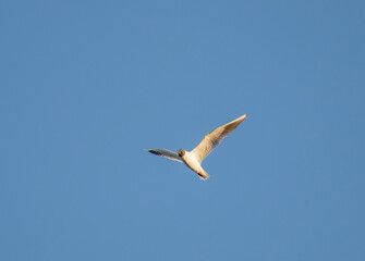 Fototapeta na wymiar Black-headed Gull, Birds Soaring in Blue Sky