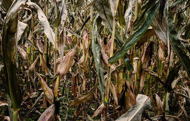 An ear of corn on a dying stalk in a field of corn