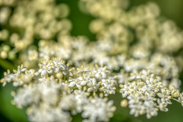 Black sambucus (Sambucus nigra) white flowers blossom