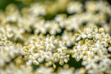 Black sambucus (Sambucus nigra) white flowers blossom