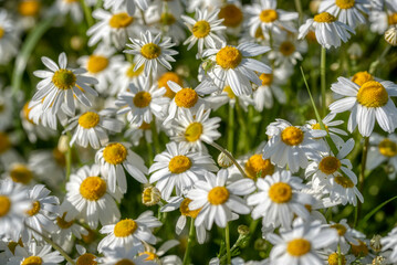 Fototapeta premium Blooming daisies on a sunny day chamomile on a background