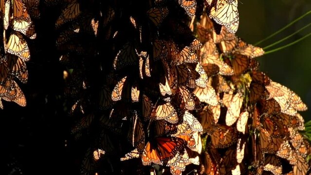 Slow motion 120 fps video of a cluster of monarch butterflies (Danaus plexippus) winging on the branches of a pine tree in a coniferous forest in the State of Michoacan, Mexico.