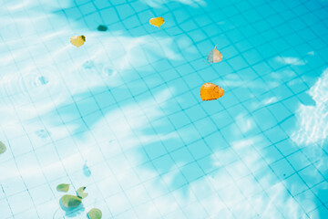 Leaves, Swimming pool with shadow of coconut tree. Copy space, summer vacation concept.