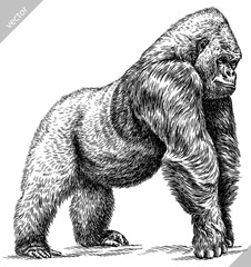 Vintage engraving isolated gorilla set illustration ape ink sketch. Monkey kong background primate silhouette art. Black and white hand drawn vector image © Turaev