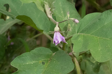 flower of eggplant purple