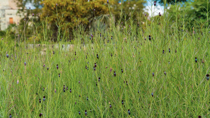 Planta color verde macro