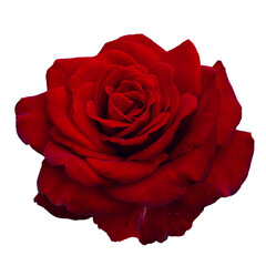Single bright red rose is on white background. Detail for creating a collage