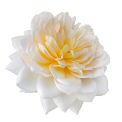 White rose isolated on a white background. Detail for creating a collage