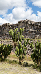 Cactus con fonde de ruinas 