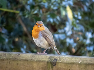 Robin Erithacus rubecula perched on a fence with a blurred background