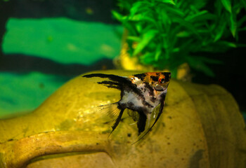 Aqurium scalaria fish swim in a home aquarium. The fish is orange-black-gray. Angelfish-Latin name