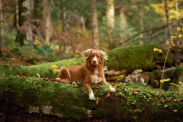 A Duck Tolling Retriever dog prowls in the woods, embodying the spirit of adventure. Its cautious stance and alert gaze capture a natural exploration scene, amidst lush greenery