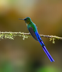Violet-tailed Sylph Hummingbird on mossy stick, portrait 