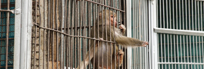 Brown Monkeys in cage
