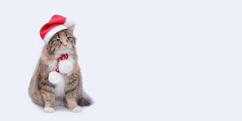 Cat in Christmas hat on a white background looks away. Cat with green eyes in Santa Claus xmas red hat. Cat with Santa hat waiting for Christmas while sitting on a light background. Happy New Year