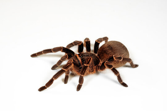 Argentinische Vogelspinne // Argentinian Tarantula (Acanthoscurria cordubensis)