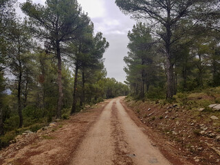 Fototapeta na wymiar path between very tall pine forests, large trees on a dirt track, with cloudy sky
