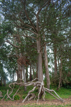 Monterey Cypress, one of the monumental trees of the Golden Gate park. Can be found on JFK Drive, north of the Deyoung Museum